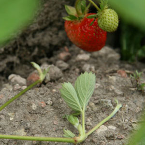 Erbeeren besser machen