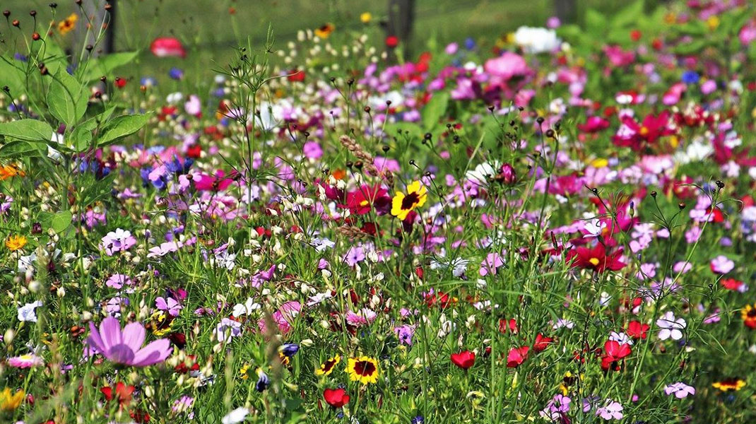 Klimawandel im Garten: So gelingt das Gärtnern trotz Wetterextremen. Lesen im Waschbär-Magazin