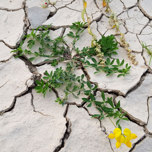 Gartenklima – Klimagarten
