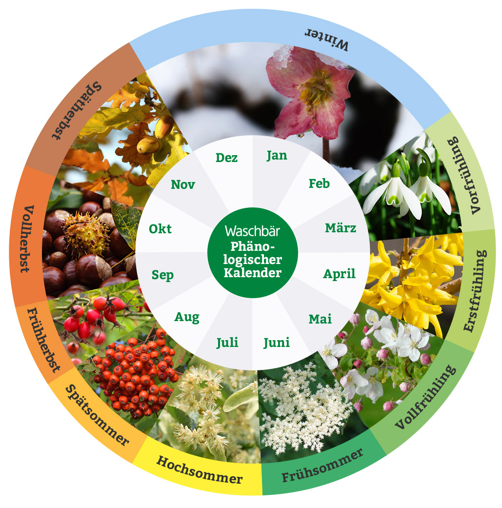 Der Phänologische Kalender – ein praktischer Gartenkalender