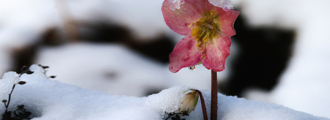 Unter dem Schnee blüht im Winter die Christrose.
