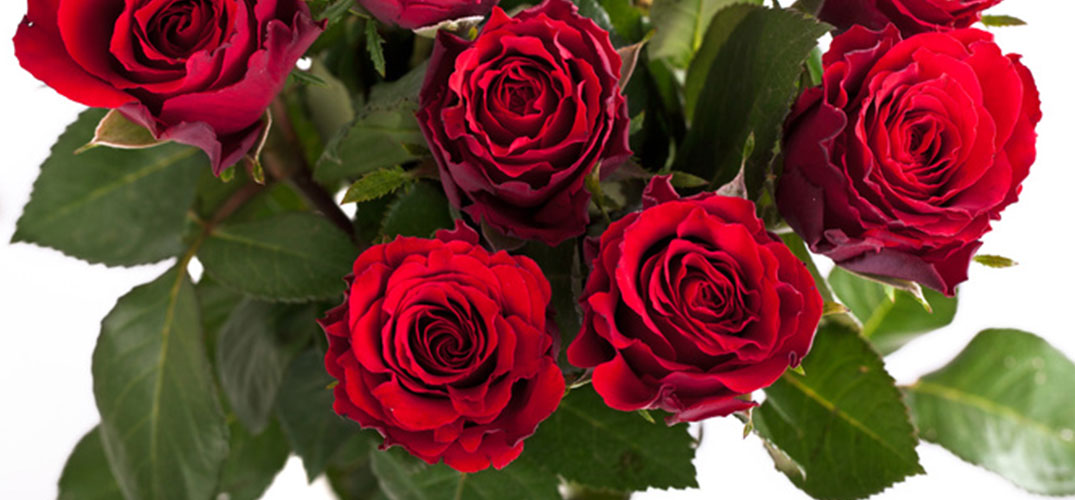Bio Rosen