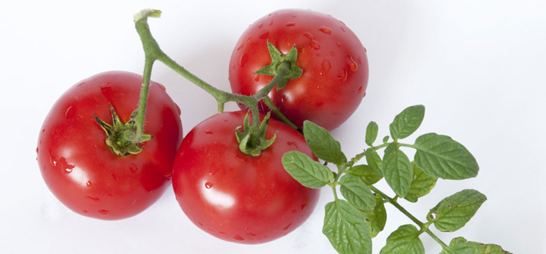 Bio Tomaten