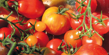 Tomaten Tipps Saen Pflanzen Pflegen Ernten Waschbar