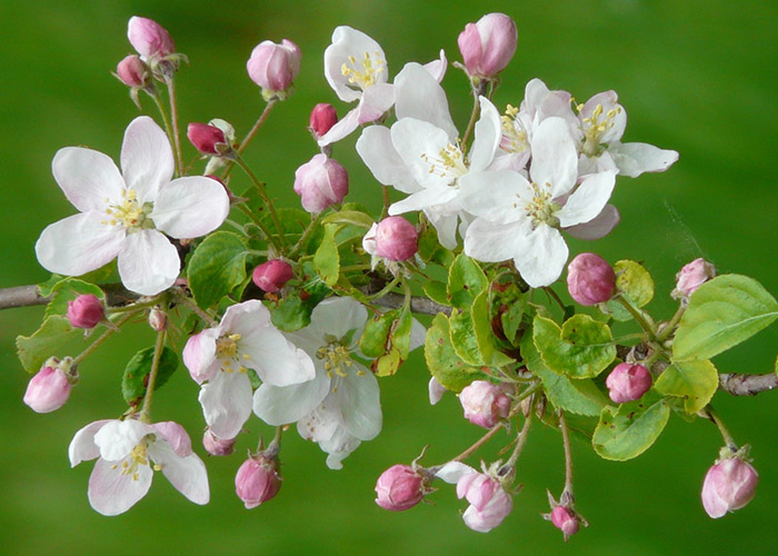 Apfelblüten im Vollfrühling