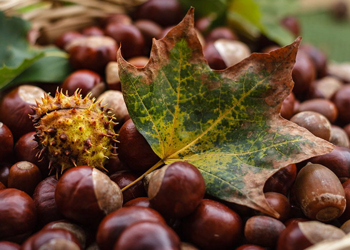 Kastanien im Vollherbst