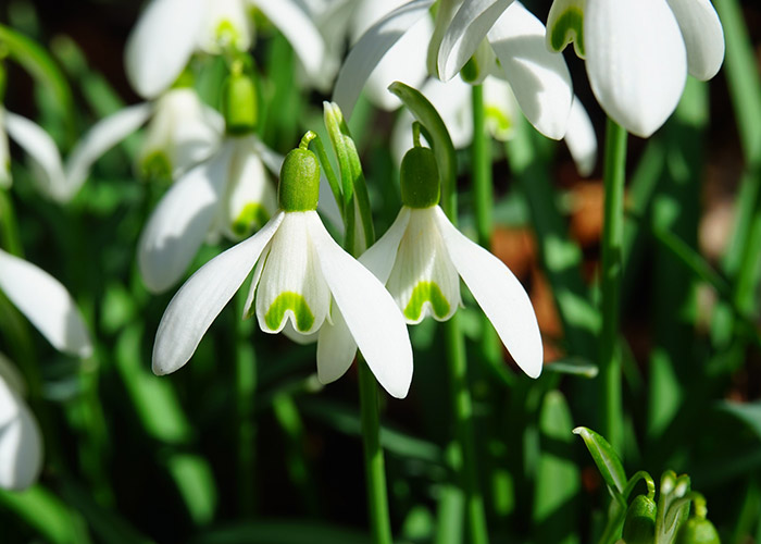 Schneeglöckchen im Vorfrühling