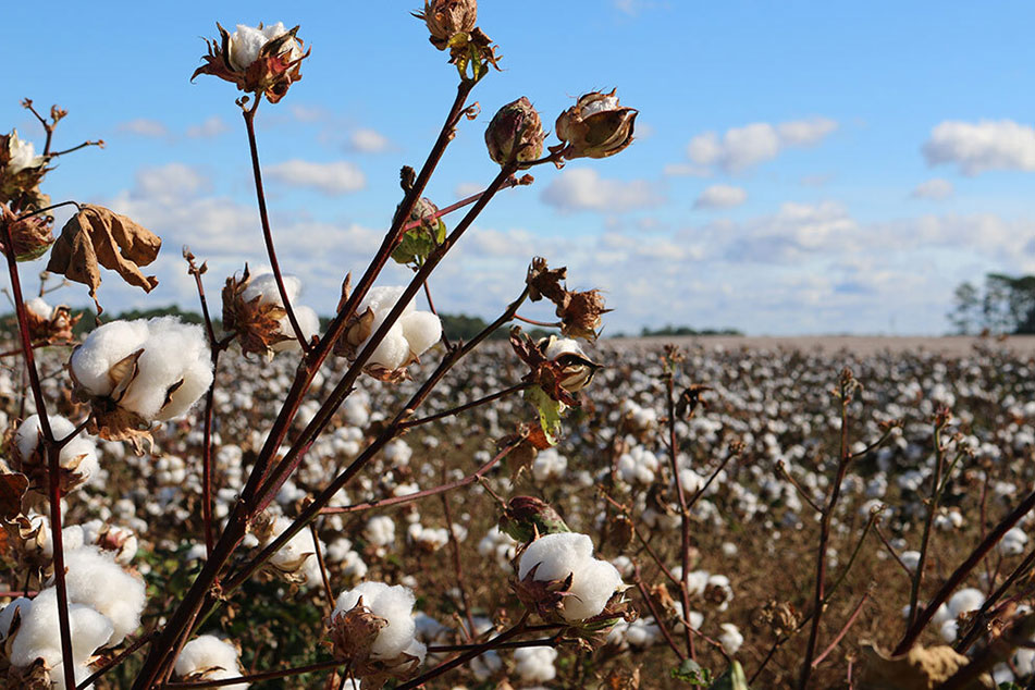 Hier finden Sie den Magazin-Beitrag über Bio-Baumwolle vs. Konventionelle Baumwolle