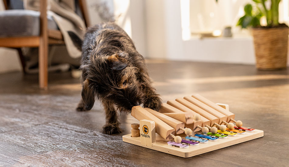 Hund spielt im Wohnzimmer mit dem Pet’s Piano