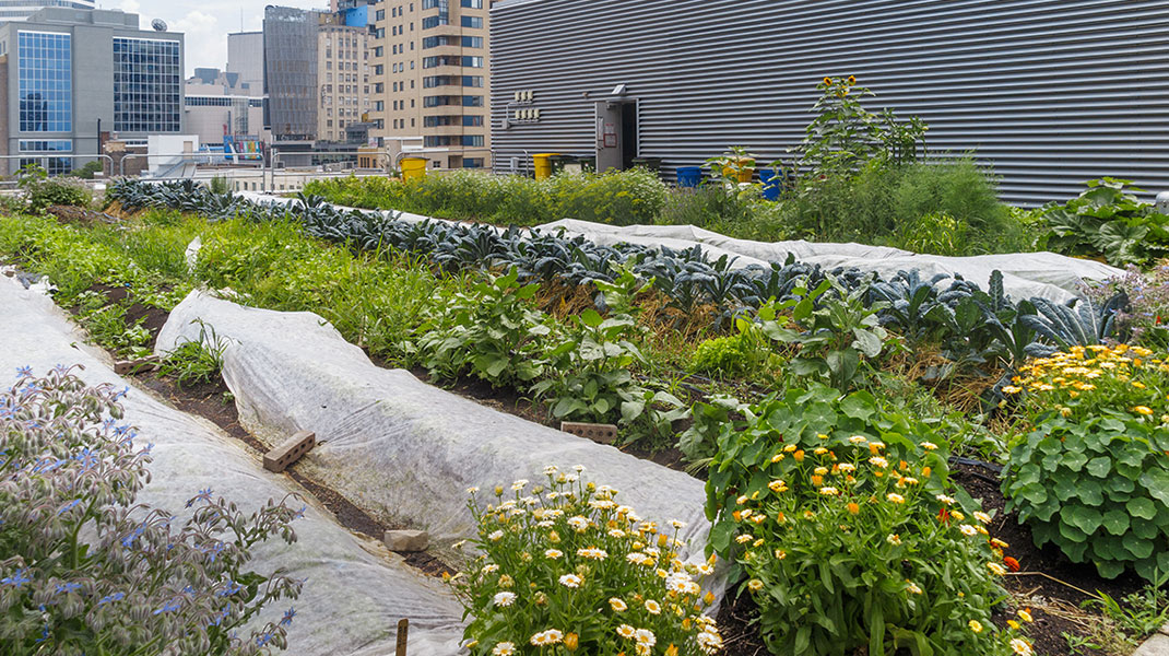 Lesen Sie in unserem Waschbär-Magazin wie was sich hinter Urban Farming verbirgt.