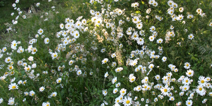 Margerite, Frühlings