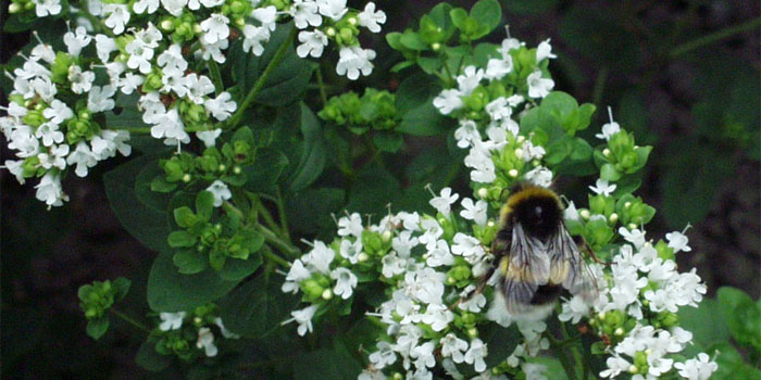 Oregano, griechischer Pfeffer-Oregano