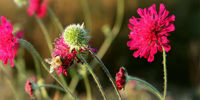 Skabiose, wilde, rote; Witwenblume