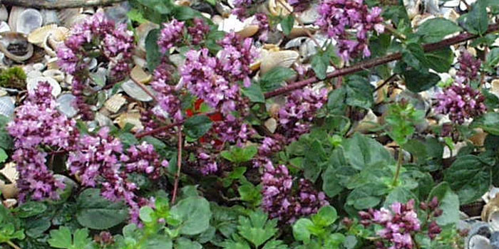 Oregano, Würz-Oregano, Dost