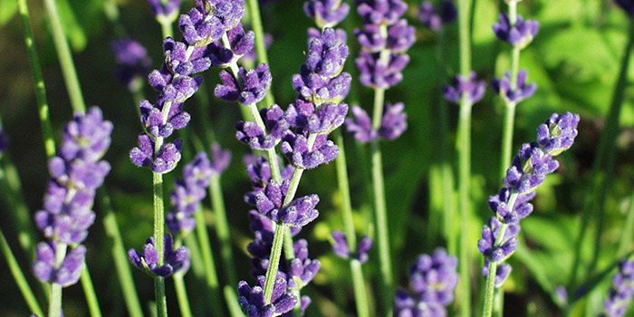 Lavendel, Zwerg-Lavendel, kompakte Auslese