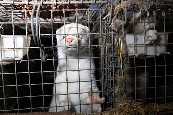 Pelzfarmen bieten keine tiergerechten Lebensbedingungen. Pelzfarmen bieten keine tiergerechten Lebensbedingungen.