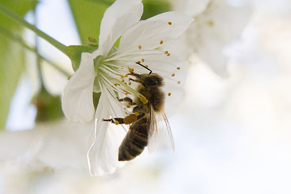 Bienen und Blüte