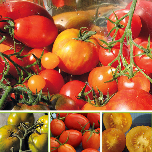 Bio-Tomaten fürs Freiland