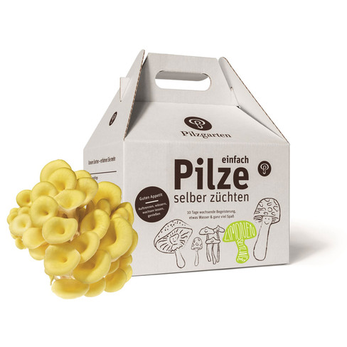 Pilzgarten Limonenseitling, Bio-Pilz-Zuchtset