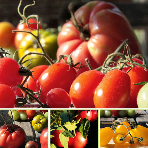 Bioland-Pflanzenpaket &quot;Seltene Tomatenspezialitäten&quot;