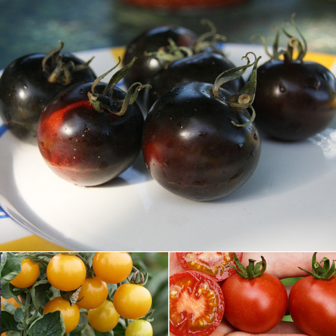 Bioland-Pflanzenpaket Tomaten 3er-Set, neue Züchtungen
