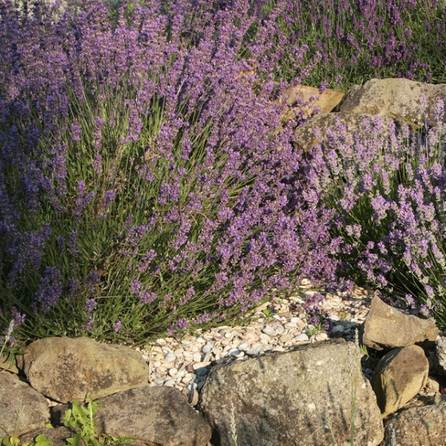 Bio-Lavendelschätze