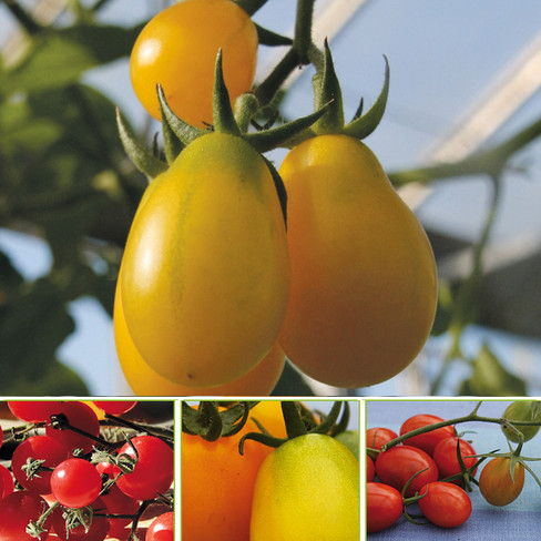 Bioland-Pflanzenpaket Tomaten für Zelt und Gewächshaus