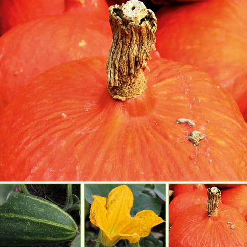 Bioland-Pflanzenpaket Zucchini, Gurke &amp; Kürbis