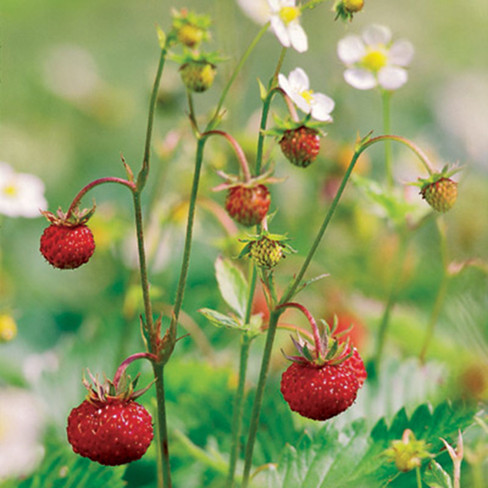 Bioland-Pflanzenpaket &quot;Erdbeeren satt&quot;