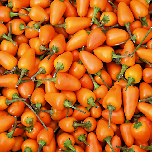 Bio-Saatgut Chili Capela orange