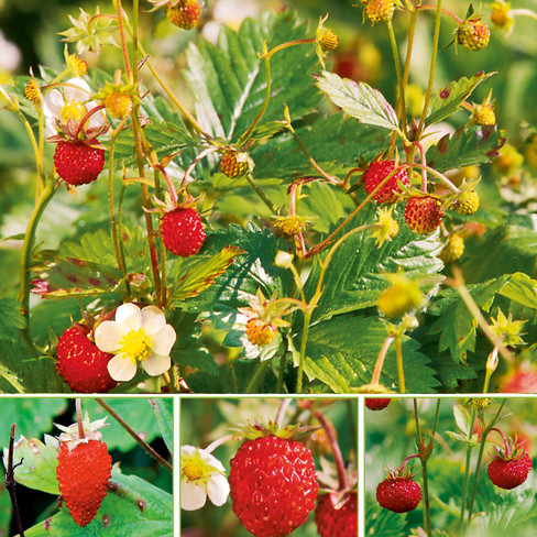 Bioland-Pflanzenpaket &quot;Erdbeeren satt&quot;