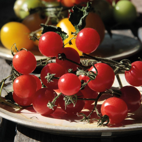 Bioland-Pflanzenpaket Tomaten &quot;Ribisel&quot;, 3er Set