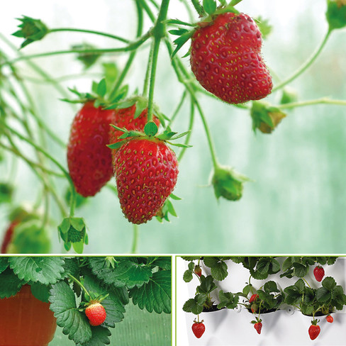 Bioland-Pflanzenpaket Hänge-Erdbeeren